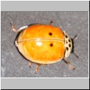 Harmonia axyridis - Asiatischer Marienkaefer 57.jpg